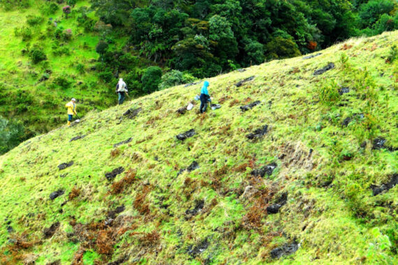 Compensación ambiental – Magdalena Medio, Orinoquia, Occidente y Centro Oriente