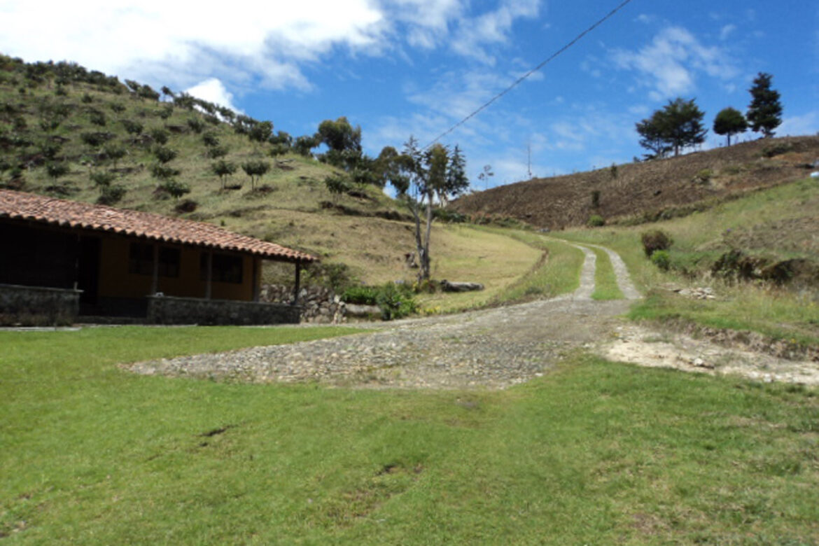 Establecimiento Proyecto MDL y Agroforestal en el Municipio del Carmen de Viboral, Finca las Cumbres. Cultivo de Aguacates